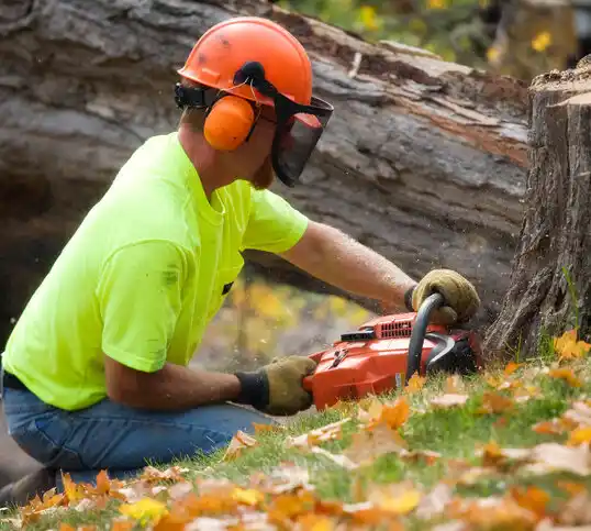 tree services Sea Girt